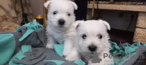 Zusätzliche Fotos: Die besten West Highland White Terrier-Welpen zu verkaufen