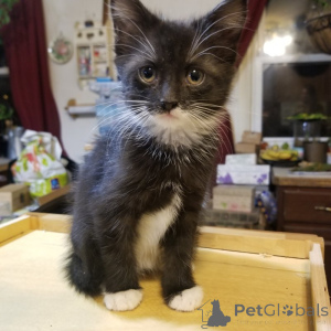 Foto №4. Ich werde verkaufen maine-coon-katze in der Stadt Hannover. quotient 	ankündigung, vom kindergarten, aus dem tierheim, züchter - preis - 500€