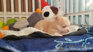 Foto №2 zu Ankündigung № 143480 zu verkaufen mischlingshund - einkaufen Österreich züchter