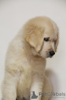 Foto №4. Ich werde verkaufen golden retriever in der Stadt Khmelnitsky. vom kindergarten, züchter - preis - verhandelt