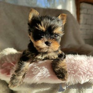 Foto №1. yorkshire terrier - zum Verkauf in der Stadt Bielefeld | 300€ | Ankündigung № 148568