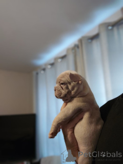 Foto №4. Ich werde verkaufen französische bulldogge in der Stadt Kalifornien. quotient 	ankündigung - preis - 828€