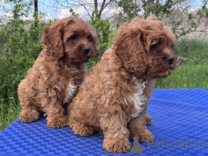 Foto №4. Ich werde verkaufen kavapu in der Stadt Kiew. quotient 	ankündigung, vom kindergarten, züchter - preis - 550€