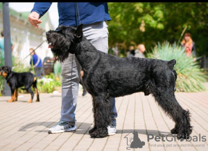 Foto №1. schnauzer - zum Verkauf in der Stadt Minsk | 9€ | Ankündigung № 105554