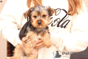 Foto №3. Yorkshire Terrier Welpen zu verkaufen. Deutschland