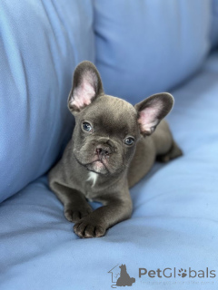 Foto №2 zu Ankündigung № 157877 zu verkaufen französische bulldogge - einkaufen Deutschland aus dem tierheim, züchter