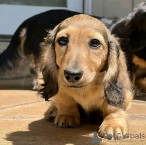 Foto №3. Toilettenausbildung Dackel. Estland