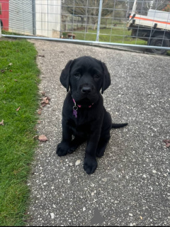 Foto №2 zu Ankündigung № 171690 zu verkaufen labrador retriever - einkaufen Schweiz quotient 	ankündigung