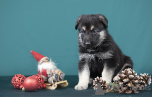 Foto №2 zu Ankündigung № 128581 zu verkaufen osteuropäischer schäferhund - einkaufen Lettland quotient 	ankündigung, züchter