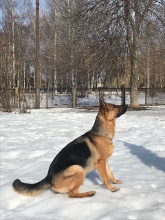 Foto №4. Ich werde verkaufen deutscher schäferhund in der Stadt Nizhny Novgorod. züchter - preis - Verhandelt