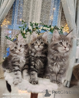 Foto №1. maine-coon-katze - zum Verkauf in der Stadt Berlin | verhandelt | Ankündigung № 163221