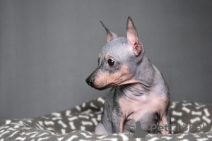 Zusätzliche Fotos: American Hairless Terrier-Welpen