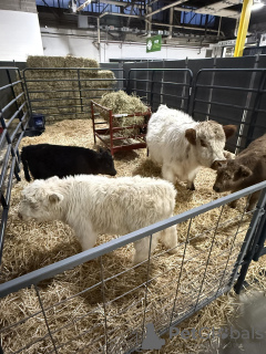 Foto №3. Мини-оорный скот. Russische Föderation