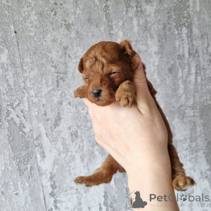 Foto №1. pudel (royal), pudel (toy) - zum Verkauf in der Stadt Helsinki | 500€ | Ankündigung № 163525