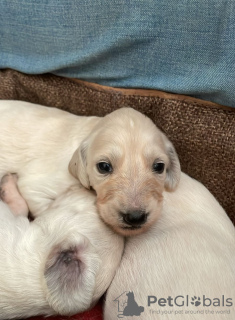 Foto №3. Saluki-Welpen, Hündinnen und Rüden. Russische Föderation