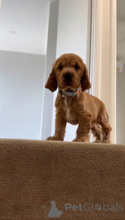 Foto №2 zu Ankündigung № 166700 zu verkaufen english cocker spaniel - einkaufen Finnland quotient 	ankündigung
