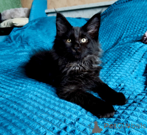 Foto №3. Wunderschöner schwarzer Maine-Coon-Junge. Russische Föderation