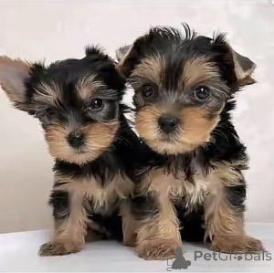 Foto №1. biewer terrier - zum Verkauf in der Stadt Washington | 969€ | Ankündigung № 169101