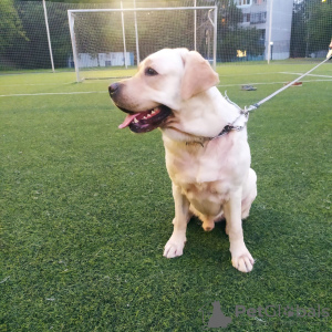 Zusätzliche Fotos: Ich schlage die Paarung eines Labrador-Hundes vor