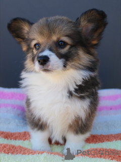 Foto №3. Corgi-Welpen sind freundlich, intelligent und familienfreundlich. Deutschland