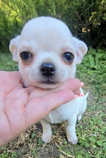 Foto №3. Mini- und Mikro-Chihuahuas. Serbien