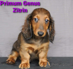 Foto №4. Ich werde verkaufen  in der Stadt Москва. vom kindergarten - preis - verhandelt