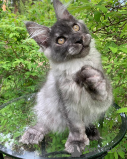 Foto №2 zu Ankündigung № 156245 zu verkaufen maine-coon-katze - einkaufen Luxemburg quotient 	ankündigung