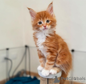 Foto №1. maine-coon-katze - zum Verkauf in der Stadt Appenzell | 400€ | Ankündigung № 116312