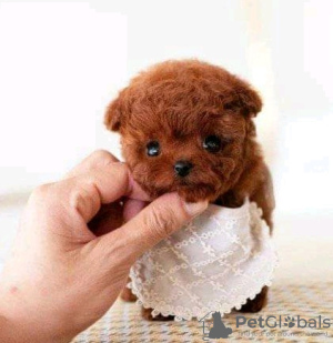 Foto №2 zu Ankündigung № 133938 zu verkaufen pudel (royal) - einkaufen USA 