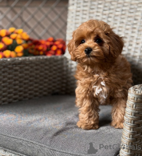 Foto №1. maltipu - zum Verkauf in der Stadt Alsdorf | 550€ | Ankündigung № 157764