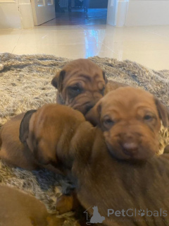 Foto №3. Männliche und weibliche Shar Pei brauchen ein neues Zuhause. Griechenland