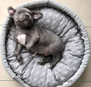 Foto №1. american pit bull terrier - zum Verkauf in der Stadt Berlin | verhandelt | Ankündigung № 166419