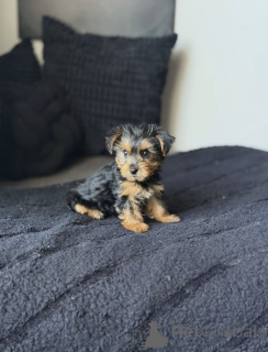 Foto №1. biewer terrier - zum Verkauf in der Stadt Arizona City | 775€ | Ankündigung № 176121