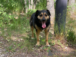 Foto №2 zu Ankündigung № 144343 zu verkaufen mischlingshund - einkaufen Russische Föderation quotient 	ankündigung