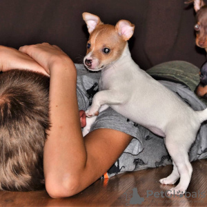 Foto №3. Toy Fox Terrier Welpe. Russische Föderation