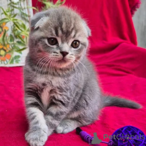 Foto №1. schottische faltohrkatze - zum Verkauf in der Stadt Beiersdorf | 350€ | Ankündigung № 177745
