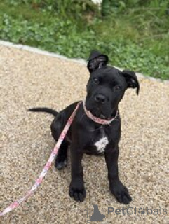 Foto №1. cane corso italiano - zum Verkauf in der Stadt Allison | verhandelt | Ankündigung № 168839