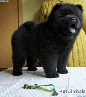 Foto №4. Ich werde verkaufen chow-chow in der Stadt Lidköping. quotient 	ankündigung, züchter - preis - 850€