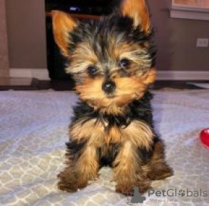 Foto №3. Spielzeug-Teetasse Yorkshire-Terrier-Welpen. Finnland