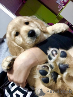 Foto №1. golden retriever - zum Verkauf in der Stadt Kovilj | verhandelt | Ankündigung № 159672