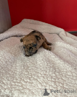 Foto №2 zu Ankündigung № 163038 zu verkaufen französische bulldogge - einkaufen Frankreich quotient 	ankündigung, aus dem tierheim