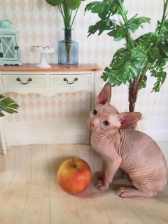 Foto №4. Ich werde verkaufen sphynx cat in der Stadt Krasnodar.  - preis - verhandelt