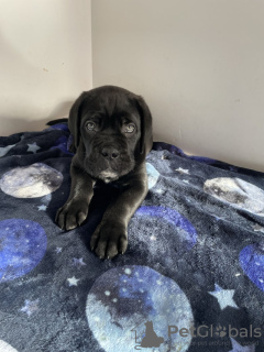 Foto №3. Cane Corso Junge Zu Verkaufen. Deutschland