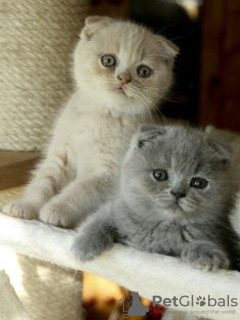 Foto №3. Schönes Scottish Fold-Kätzchen. Deutschland