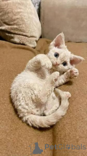 Foto №2 zu Ankündigung № 173294 zu verkaufen devon rex - einkaufen Polen quotient 	ankündigung, züchter