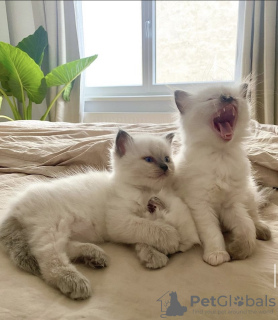 Foto №2 zu Ankündigung № 101793 zu verkaufen ragdoll-katze - einkaufen Deutschland quotient 	ankündigung, züchter