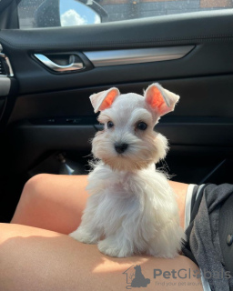 Foto №1. schnauzer - zum Verkauf in der Stadt Warschau | verhandelt | Ankündigung № 121848