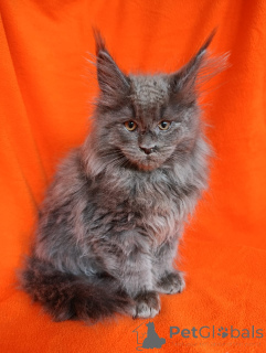 Zusätzliche Fotos: Ein schicker Kätzchenjunge