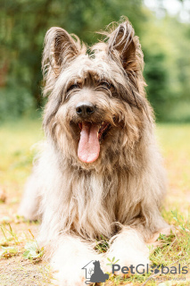 Zusätzliche Fotos: Ein wunderschöner Hund in guten Händen.