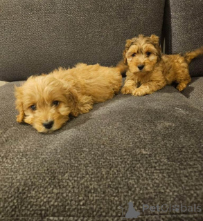 Foto №4. Ich werde verkaufen english cocker spaniel in der Stadt Bleialf. quotient 	ankündigung - preis - 380€